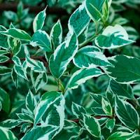 Диервилла блестящая Diervilla splendens С5 60-80