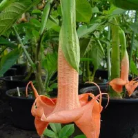 Бругмансия Rosalla