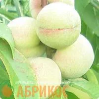 Саженцы персика 2-ш-17